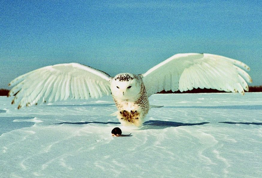 Snowy owl (Bubo scandiacus) From the Quebec government website.